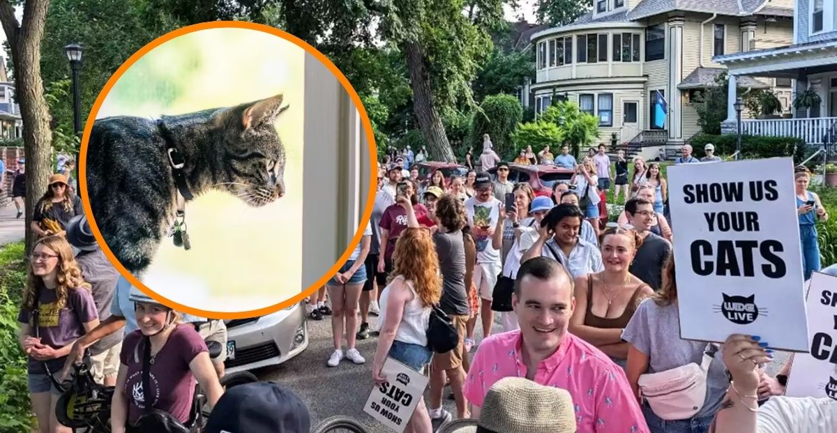 A cat tour? A Minnesota man made it happen