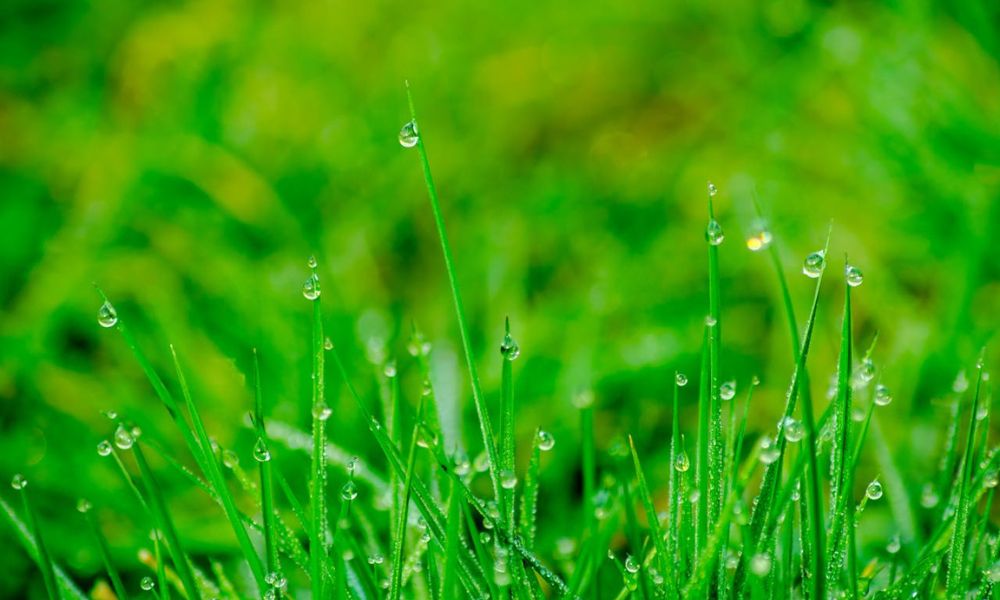 Petricor, el ingrediente secreto del olor a lluvia