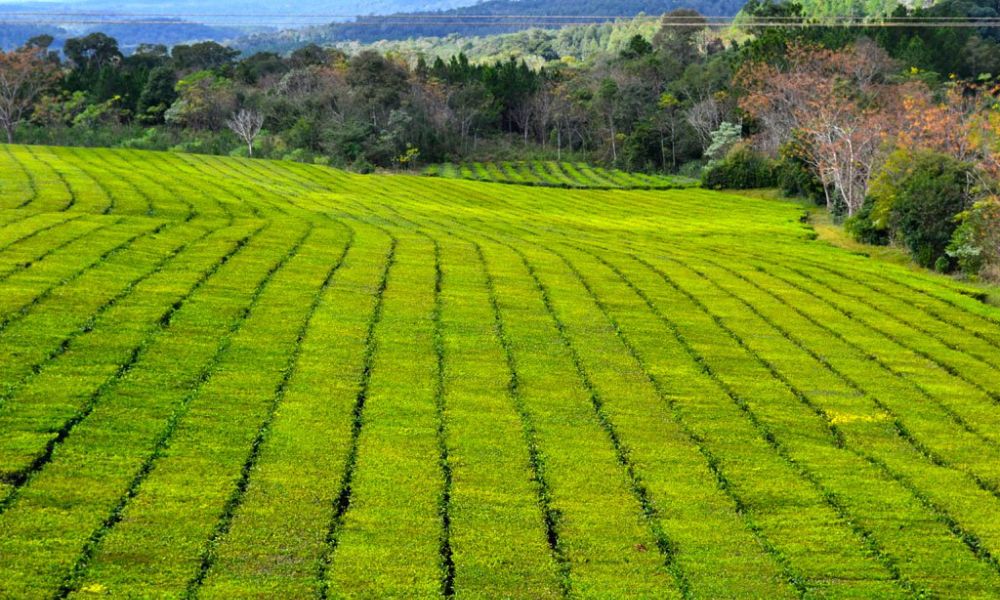 Plantaciones de yerba en Gobernador Virasoro.