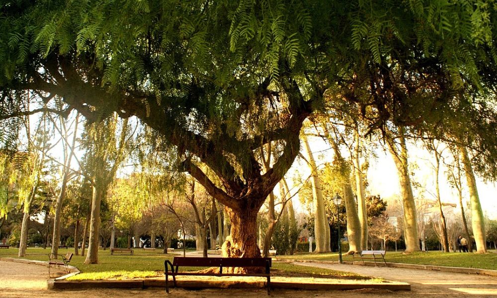 Aguaribay, el árbol capaz de ahuyentar mosquitos