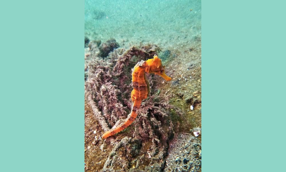 Caballito del Pacífico en el mar. 