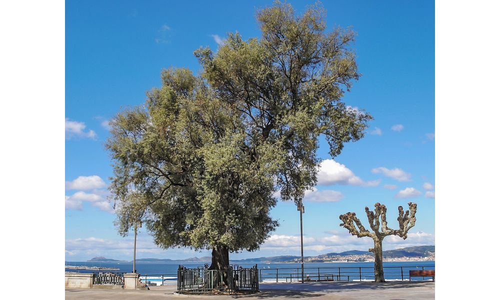 Olivo de Vigo, el símbolo de Paz de la ciudad española