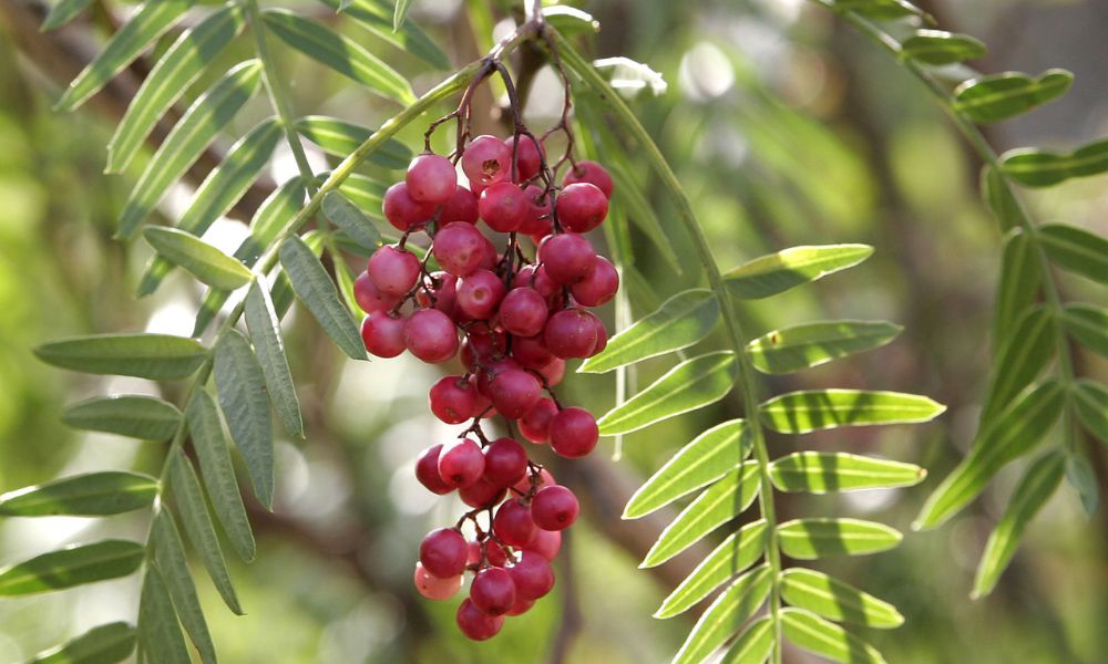 Frutos del aguaribay, el árbol nativo de Sudamérica que ahuyenta mosquitos