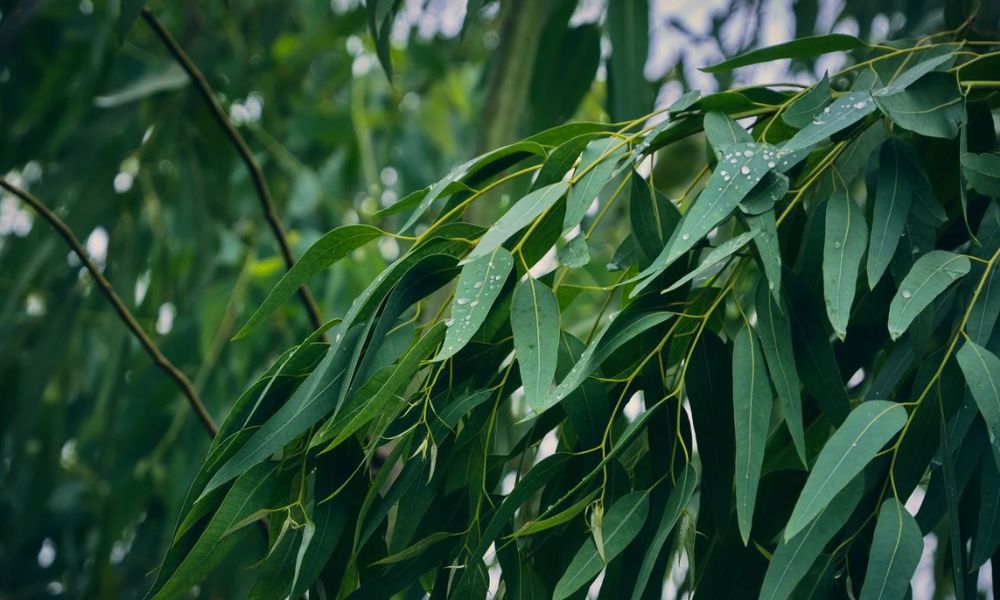 Eucalipto, un árbol que hace de repelente natural de mosquitos