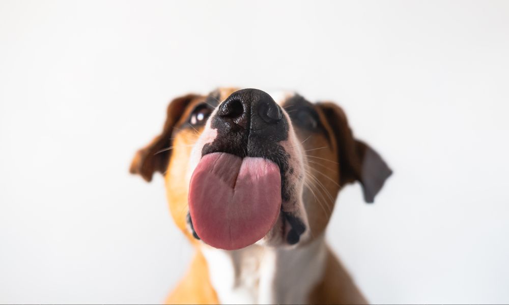 perro con la lengua sobre la cámara