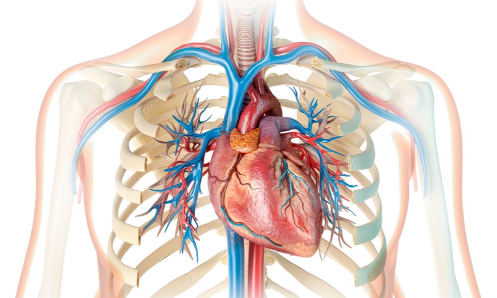 cuerpo humano corazón y venas, músculo más fuerte