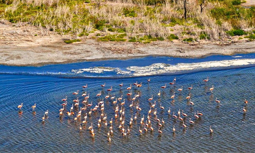 flamencos en un humedal