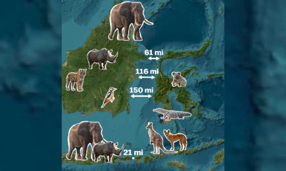 Línea de Wallace: el límite imaginario entre Asia y Oceanía