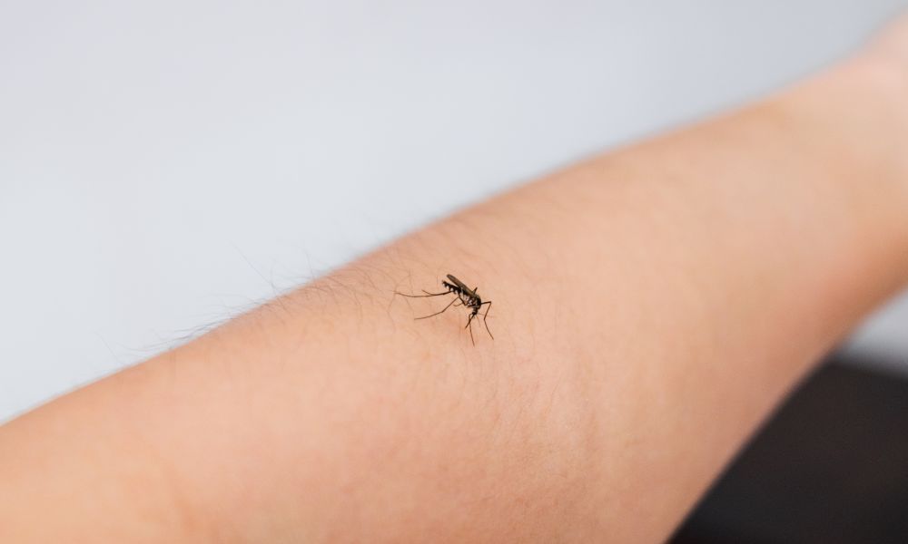 mosquito en la piel de un brazo