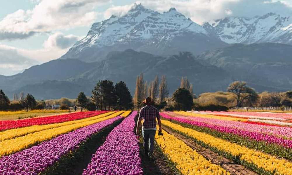 Campo de tulipanes en Trevelín, Chubut, Argentina