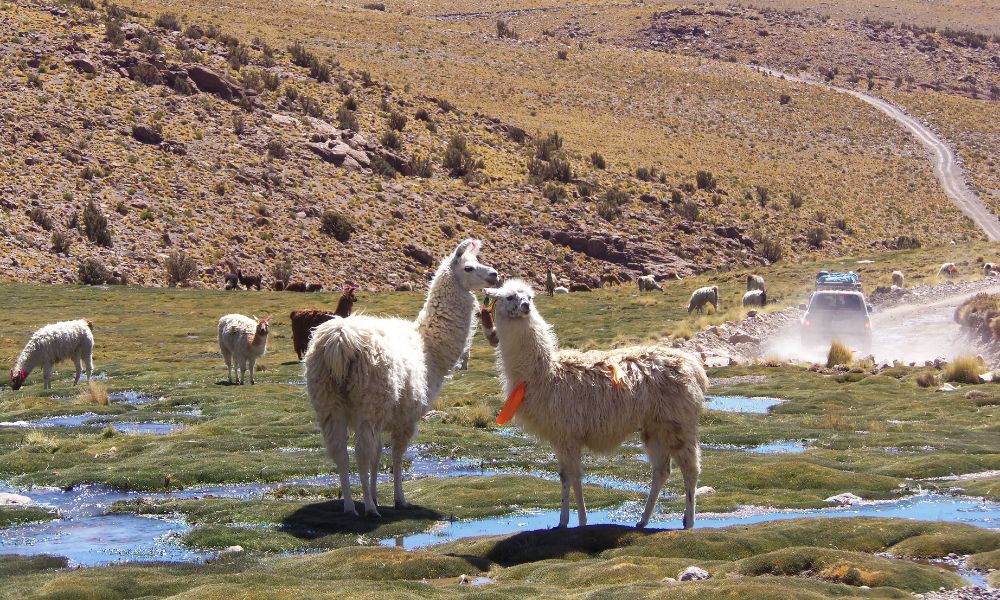 llamas bolivianas