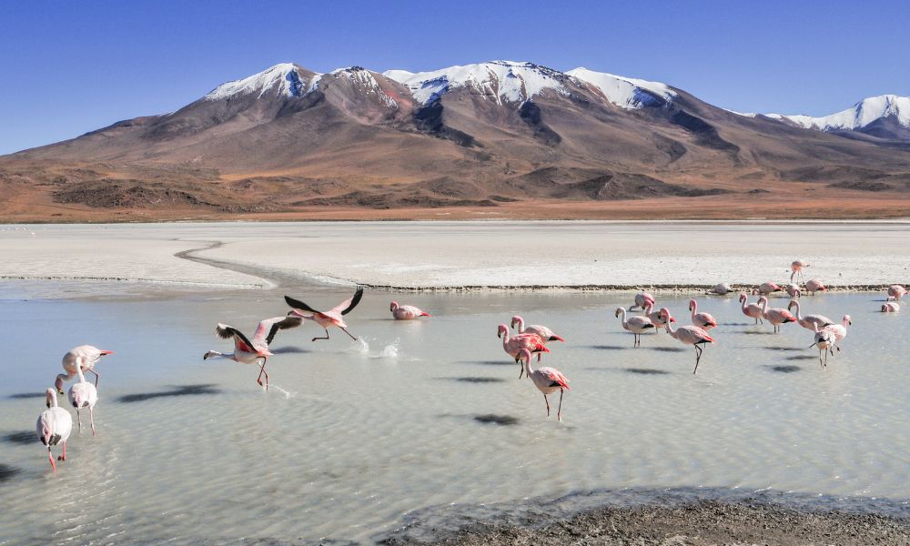 flamencos en bolivia