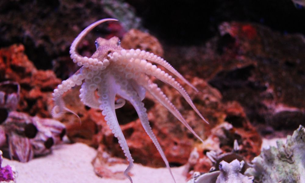 pulpo nadando en el fondo del mar