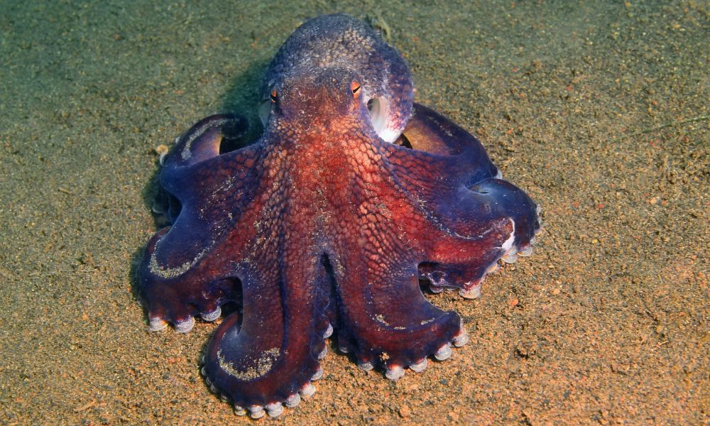 pulpo violeta rojo y blanco sobre el piso del océano