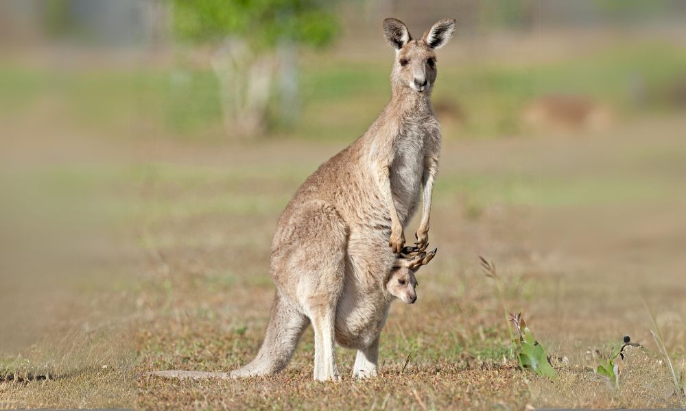 canguro hembra con su cría bebé en el marsupio