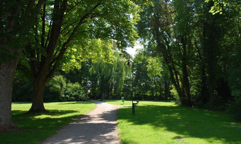 arboles en un parque mejoran la salud mental