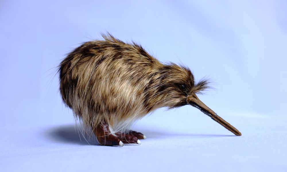 Kiwi, la pequeña ave que no puede volar