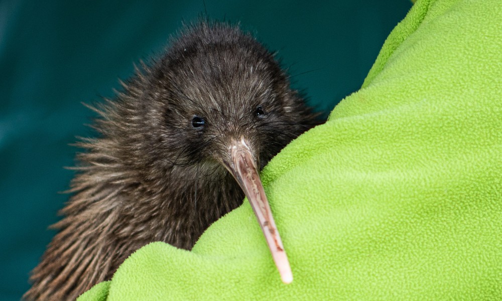 Kiwi, el ave nacional de Nueva Zelanda