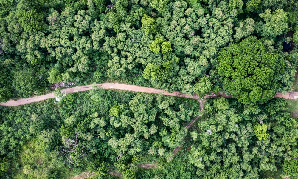 Fotografía aérea de un bosque protegido