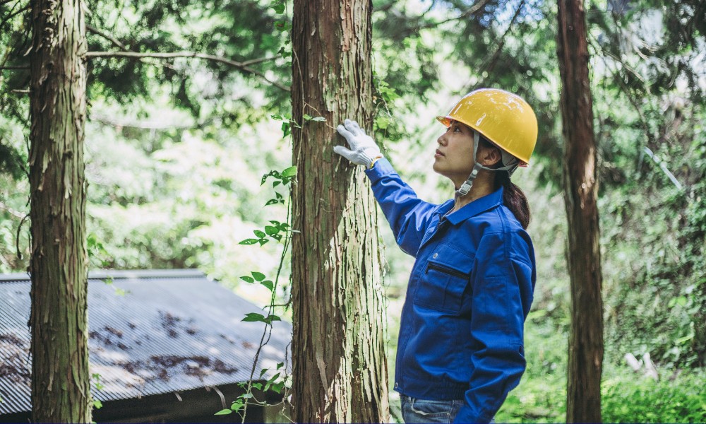 Mujer en un bosque - silvicultura