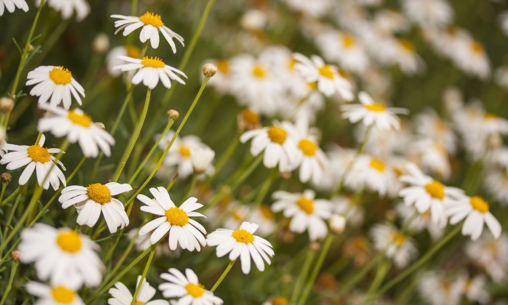 flores de pétalos blancos durante la primavera