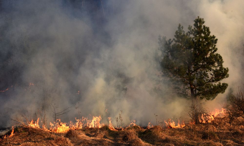 Incendios forestales en Bolivia, una emergencia nacional