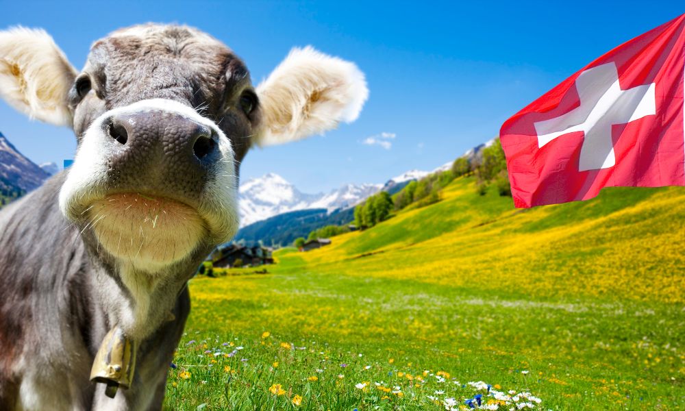 vaca en un campo verde y amarillo con flores y una bandera suiza