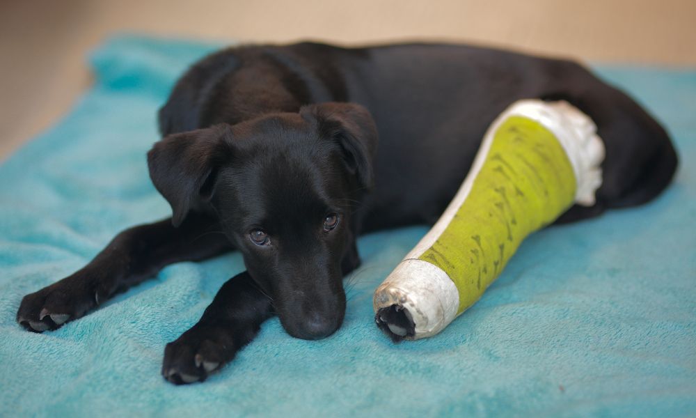 perro cachorro bebé pelaje negro con un yeso en la pata trasera