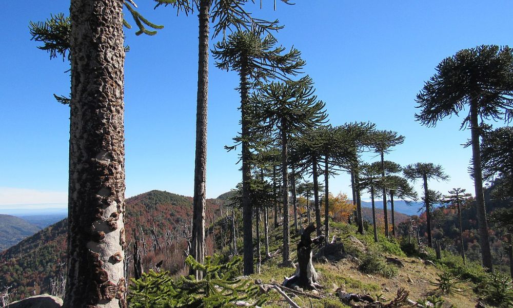 Árboles en la reserva nacional más antigua de Chile. 