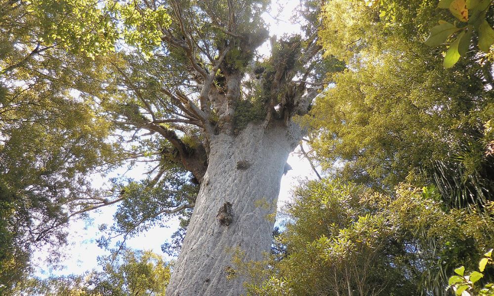 Ramas del árbol Tāne Mahuta.