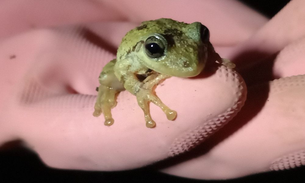 Ejemplar de una rana roncadora. 