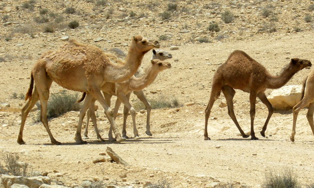 Camellos caminando por Australia. 