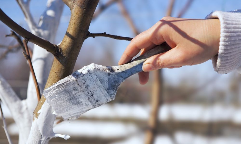 Persona pintando el tronco de un árbol con hidróxido de cal (pintura blanca)