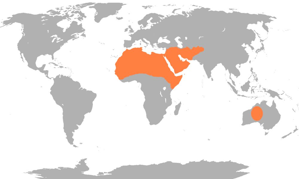 En naranja, los sectores del mundo donde habitan los camellos "Camelus dromedarius".