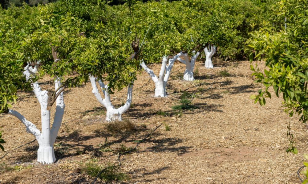 Encalado de árboles frutales, una práctica muy común en zonas rurales