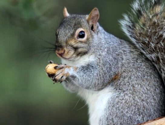 Las ardillas no pueden encontrar el 74% de las nueces que esconden