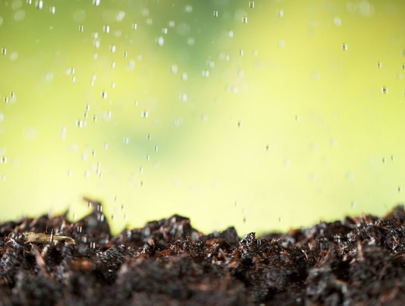 Petricor, el ingrediente secreto del olor a lluvia