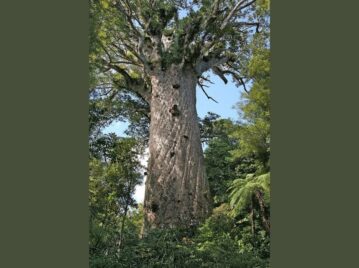 tāne-mahuta