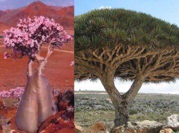 Isla de Socotra