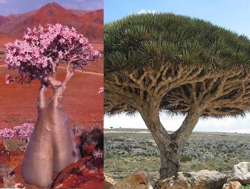 Isla de Socotra