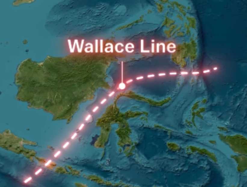 Línea de Wallace: el límite imaginario entre Asia y Oceanía