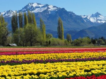 Campo de tulipanes en Trevelín, Chubut, Argentina