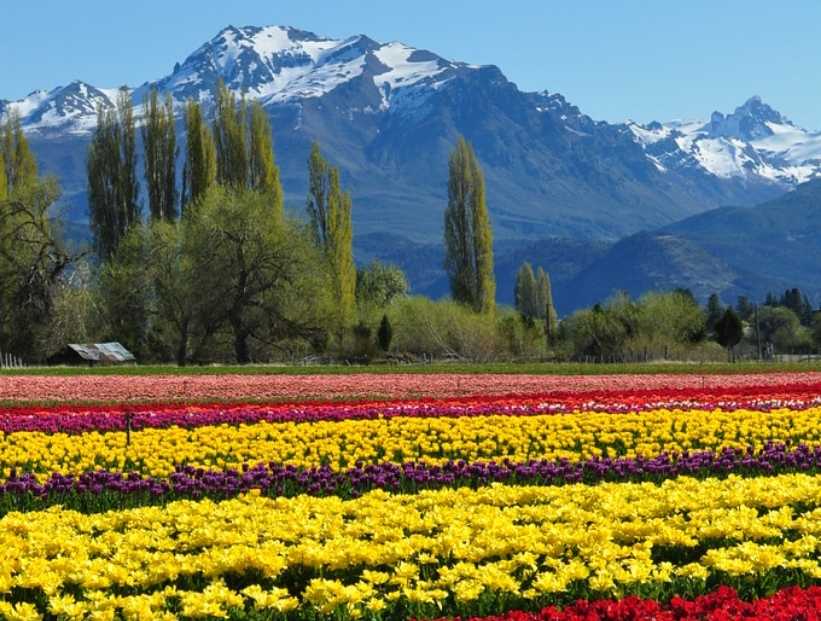 Campo de tulipanes en Trevelín, Chubut, Argentina