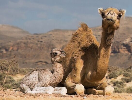 ¿Sabías que en Australia conviven un millón de camellos? 