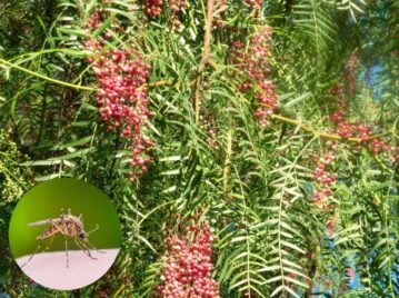 Aguaribay, el árbol capaz de ahuyentar mosquitos