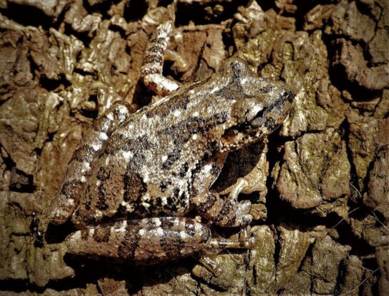 Rana roncadora, el pequeño anfibio que solo habita en tres países de Sudamérica 