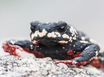 sapito panza colorada y espalda negra sobre una roca gris y fondo gris