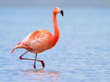 un flamenco rosa en la laguna de mar chiquita en córdoba, uno de los humedales más grandes del mundo