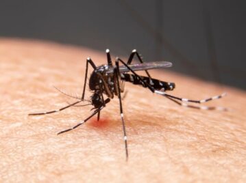 mosquito aedes aegypti portador de dengue picando una piel humana