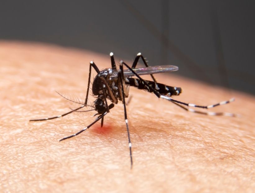 mosquito aedes aegypti portador de dengue picando una piel humana